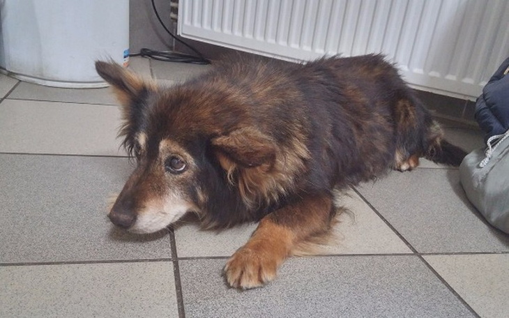 Zbiórka Sonia - pies na zdechnięcie - zdjęcie główne