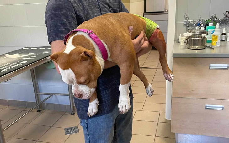 Zbiórka Amerykanka z szosy - zdjęcie główne