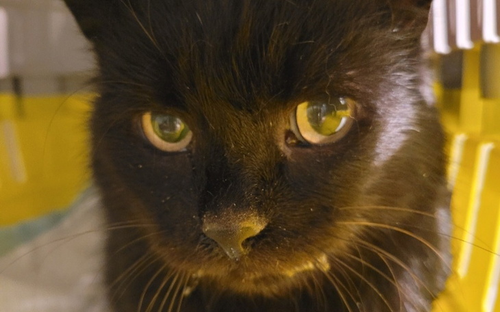 Czarny kot z zielonymi oczami, patrzący w obiektyw.