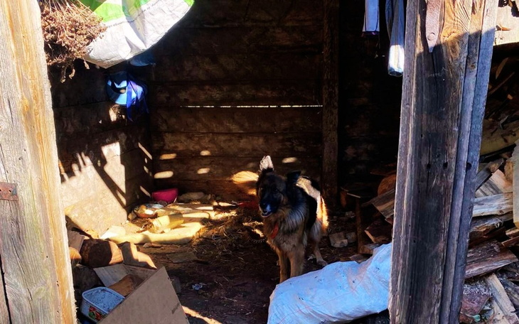 Pies w zniszczonej chatce, otoczenie wygląda na zaniedbane.