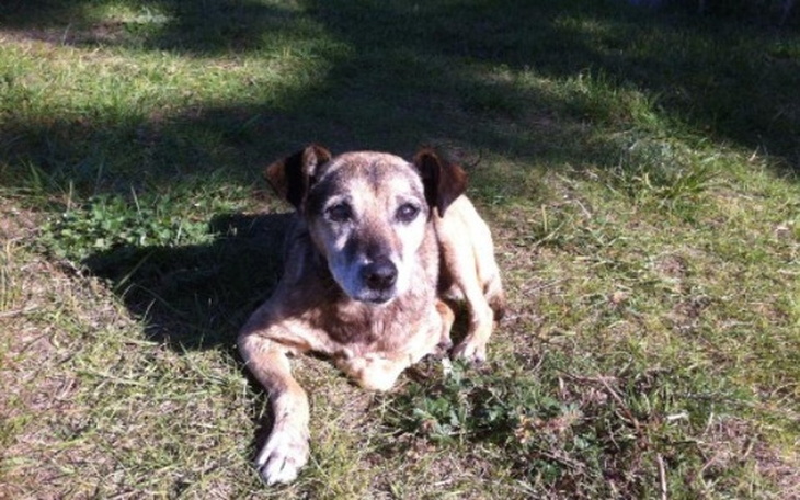 Stary pies leżący na trawie, w słonecznym otoczeniu.