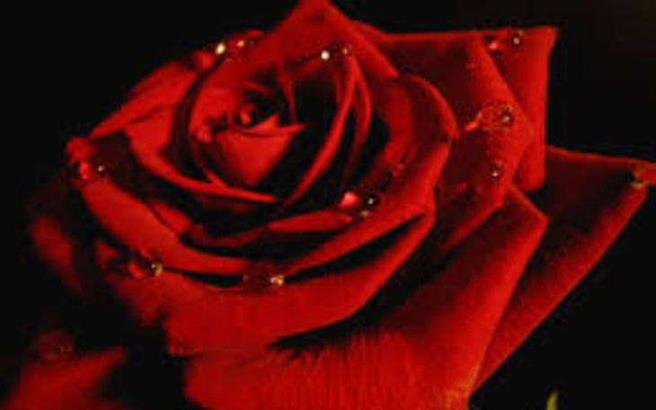 Zbiórka Składka na dzień kobiet !!! - zdjęcie główne