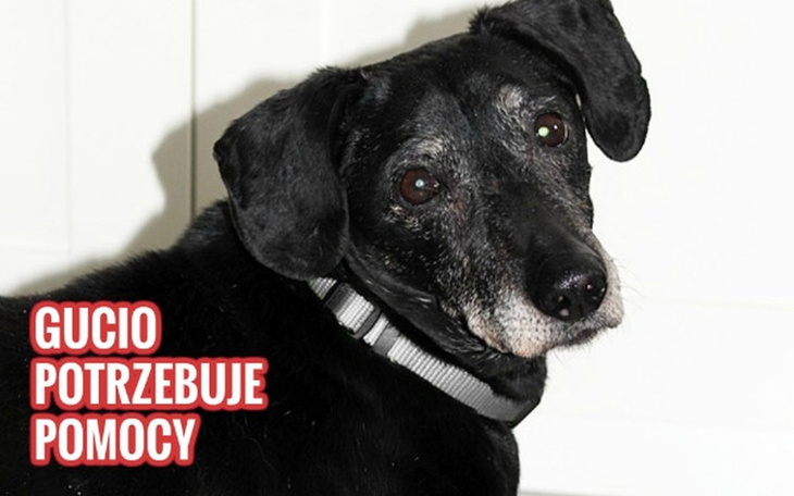 Zbiórka Pomoc dla Gucia - zdjęcie główne