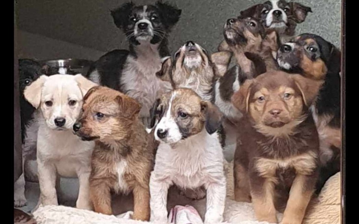 Słodkie szczeniaki w grupie, patrzące w obiektyw.