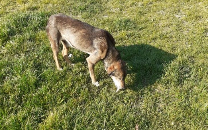 Zbiórka Pomóż Nakarmić Psiego Staruszka - zdjęcie główne