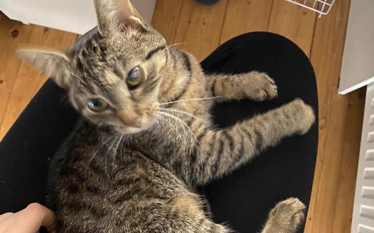 Kot leżący na kolanach właściciela, zrelaksowany i szczęśliwy.