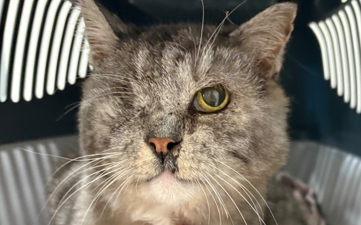 Kot z jednym okiem, patrzący z ciekawością na otoczenie.