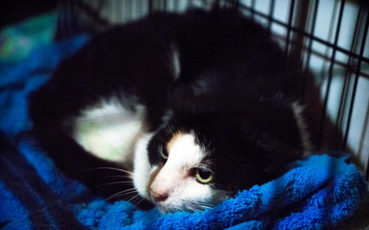 Zbiórka Tolo - nerkowy bezdomniak - zdjęcie główne