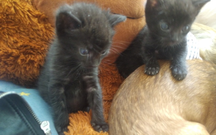 Zbiórka Pomóż mi ratować - zdjęcie główne