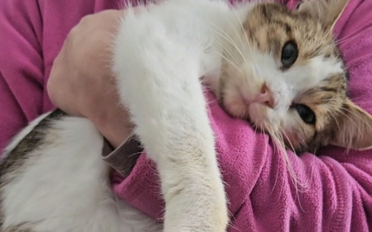 Kot leżący w ramionach osoby, zrelaksowany i spokojny.