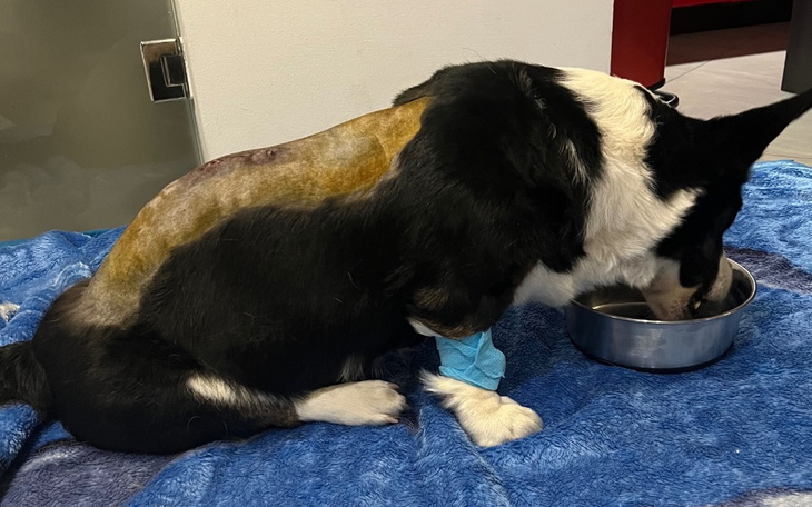 Pies jedzący z miski, z opatrunkiem na plecach.