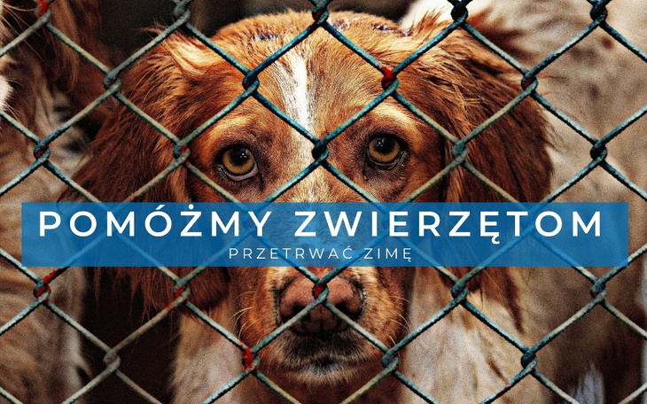 Pies za siatką, z wyrazem smutku, apelujący o pomoc.