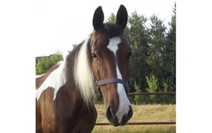 Zbiórka Uratuj konia z Morskiego Oka! - zdjęcie główne