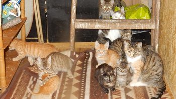 Zbiórka Koci dramat w jednym mieszkaniu - miniaturka zdjęcia