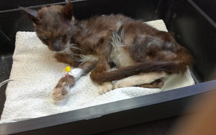 Zbiórka Kocurek - sama skóra i kości - zdjęcie główne