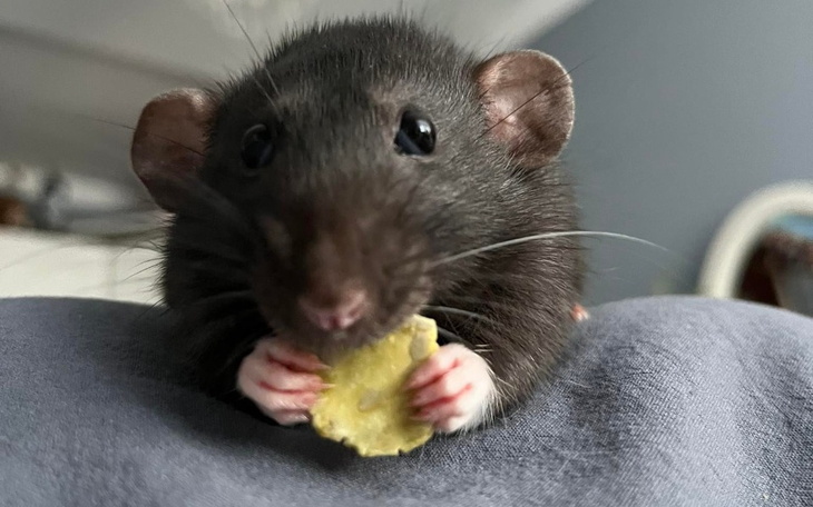 Zbiórka Jedzonko dla tymczasów - zdjęcie główne