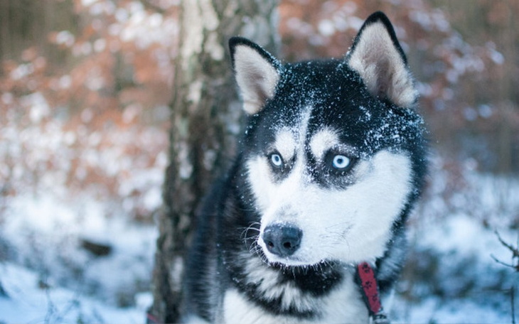 Zbiórka Prezent dla Szajki na 40kę - zdjęcie główne