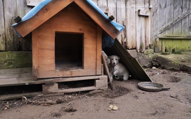 Pies w budzie, schowany przed deszczem.