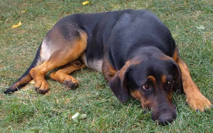 Zbiórka Pies zbiera na wolność.. - zdjęcie główne