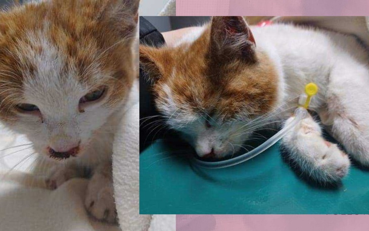 Zbiórka Drugie życie Marianka - zdjęcie główne