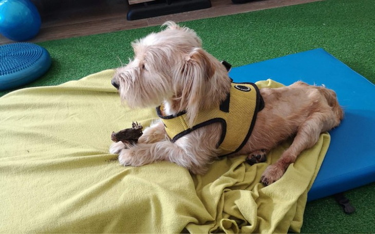 Zbiórka Dalsza rehabilitacja Hot Doga - zdjęcie główne