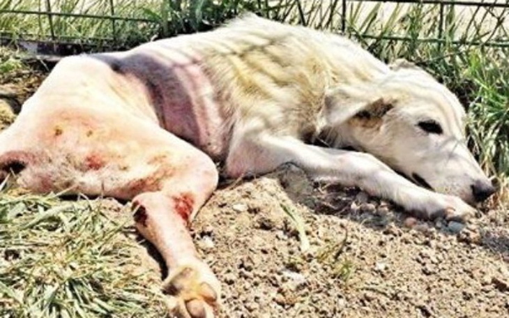 Zbiórka Leczenie dla bezdomnych zwieząt - zdjęcie główne