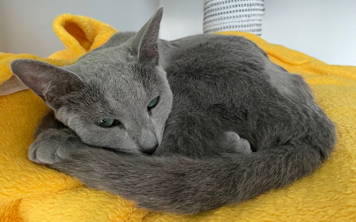 Szary kot zwinięty w kłębek na żółtym kocyku.