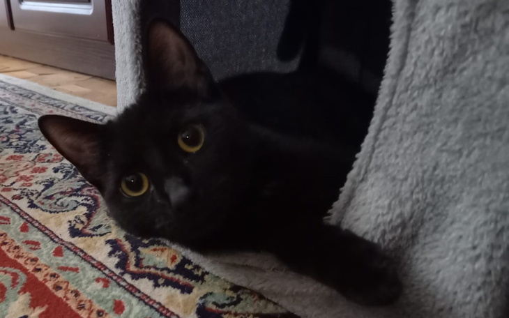 Zbiórka Leczenie Milki - zdjęcie główne