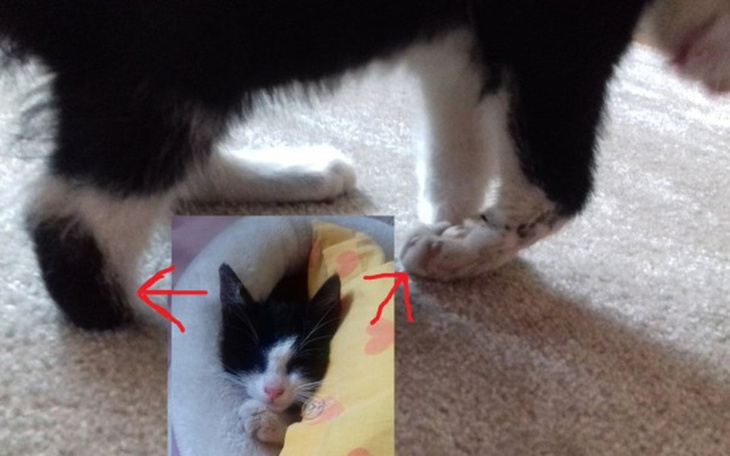 Zbiórka Na skatowane kocie dziecko - zdjęcie główne