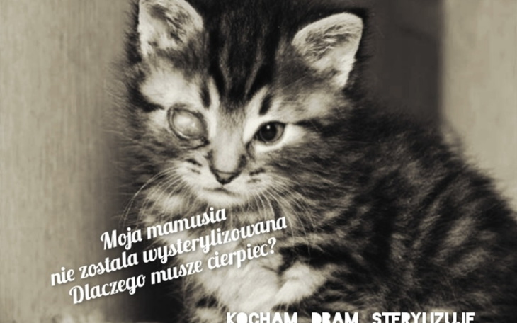 Zbiórka Na pomoc czworonożnym.. - zdjęcie główne