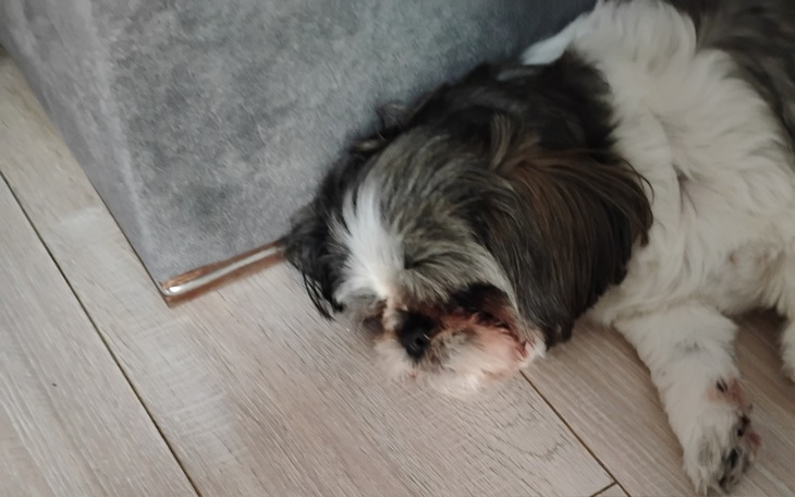 Zbiórka Operacja oczu u Idy - zdjęcie główne