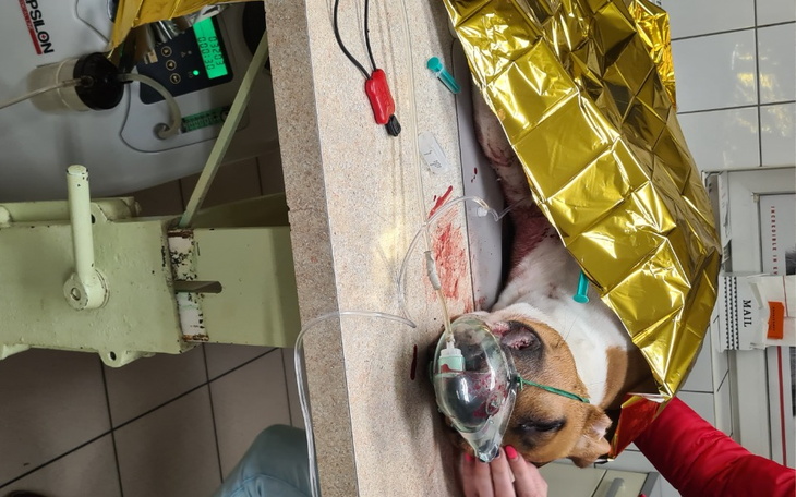 Zbiórka Indywidualna kremacja Ramzesa - zdjęcie główne