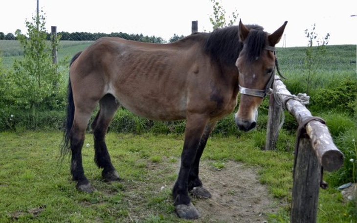 Zbiórka Ratujmy cudowną Basię! - zdjęcie główne
