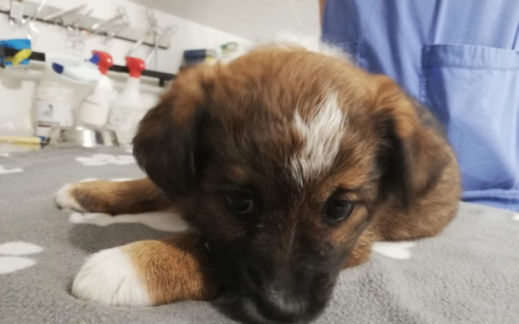 Zbiórka Maleństwo że strzaskaną łapką - zdjęcie główne