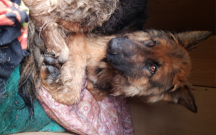 Zbiórka Suczka po wypadku - zdjęcie główne