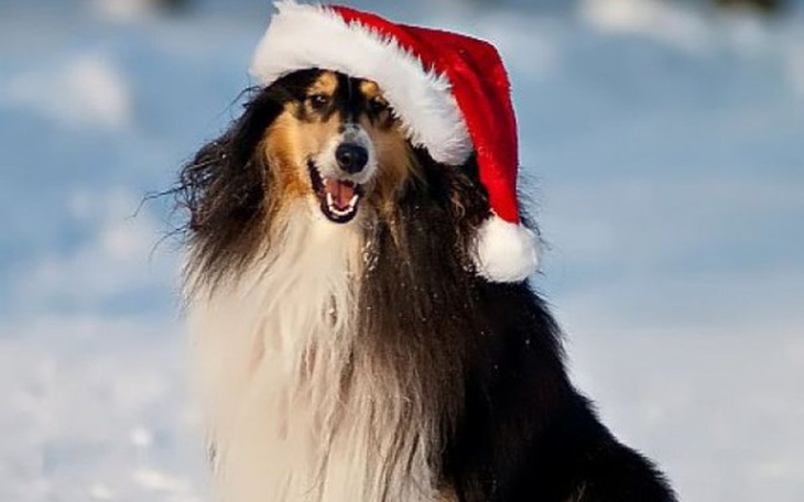 Zbiórka ida swieta idzie mroz , pomozmy! - zdjęcie główne