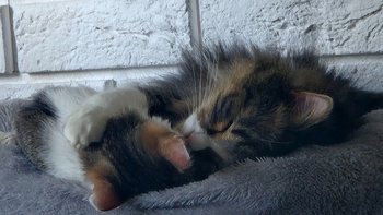 Zbiórka Dla podopiecznych Przybij 5! - miniaturka zdjęcia