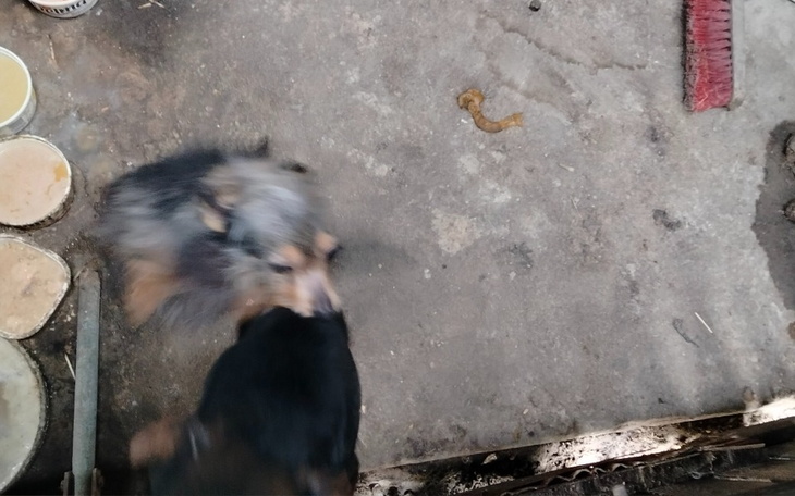 Dwa psy bawiące się na brudnej podłodze.