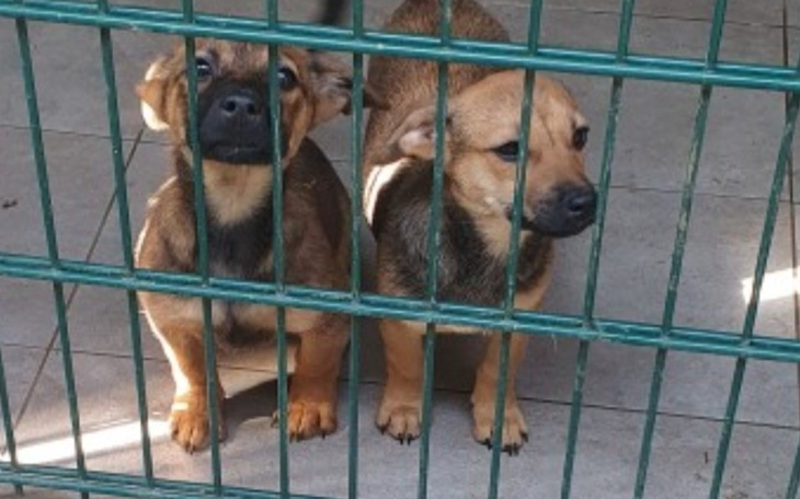 Zbiórka Transport i karma dla szczeniakó - zdjęcie główne