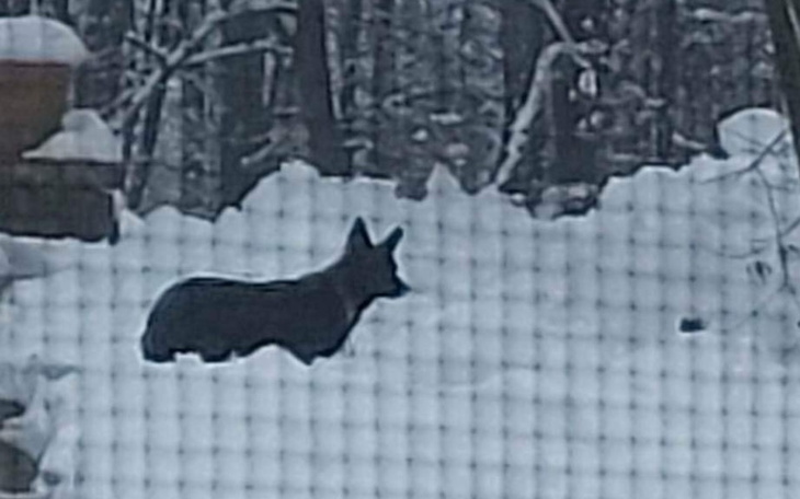 Zbiórka Pomóżmy odłowić Diane - zdjęcie główne