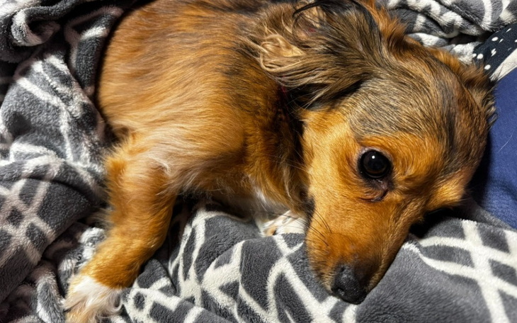 Zbiórka Operacja biodra Coco - zdjęcie główne