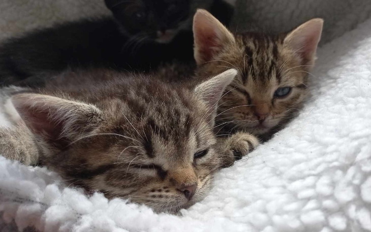 Zbiórka Akcja szczepienie - zdjęcie główne