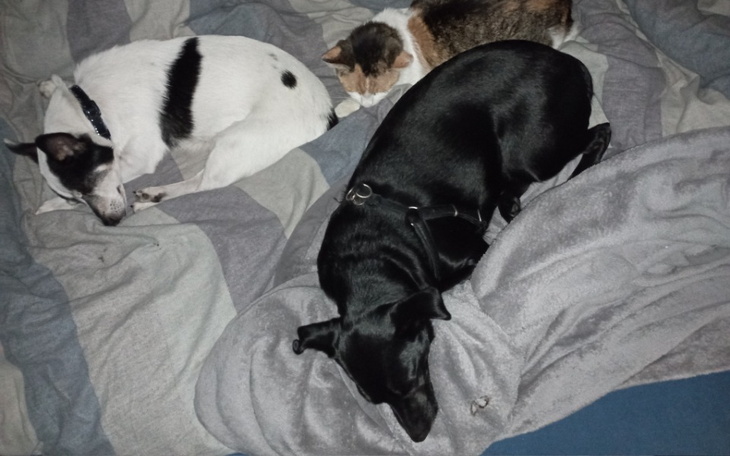 Zbiórka Dla rodziny i ich zwierzyńca - zdjęcie główne