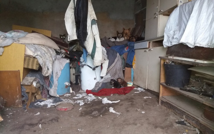 Zbiórka Dramat psów! Akcja sterylizacja! - zdjęcie główne