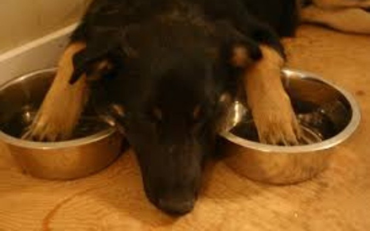 Zbiórka Nakarm Głodne Psy - zdjęcie główne