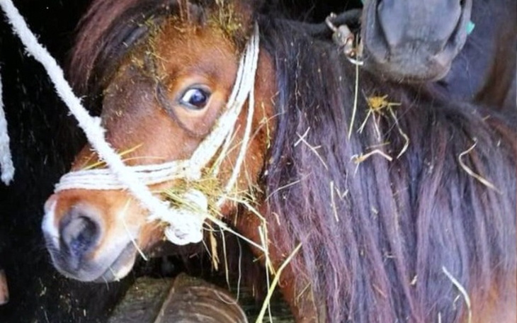 Zbiórka 2 kucynki błagaja o życie - zdjęcie główne