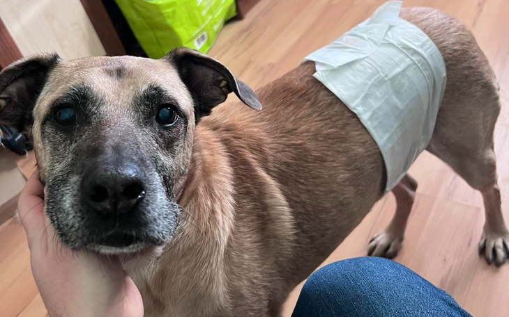 Pies z opatrunkiem na ciele, przytulany przez właściciela.