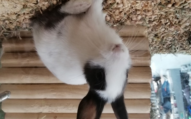 Zbiórka Na wymarzony prezent dla mamy - zdjęcie główne