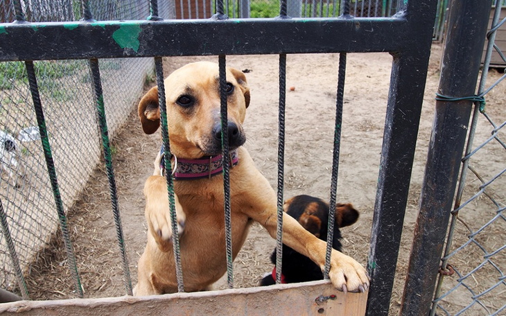 Zbiórka Zbiórka na karme dla psów - zdjęcie główne