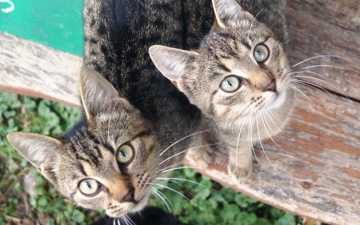 Dwa koty patrzące w obiektyw, urocze spojrzenia.